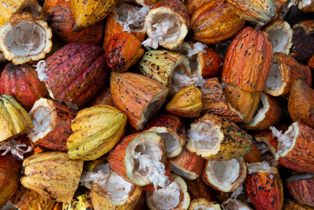 Broken Cacao pods- after removing the pulp inside for further processing