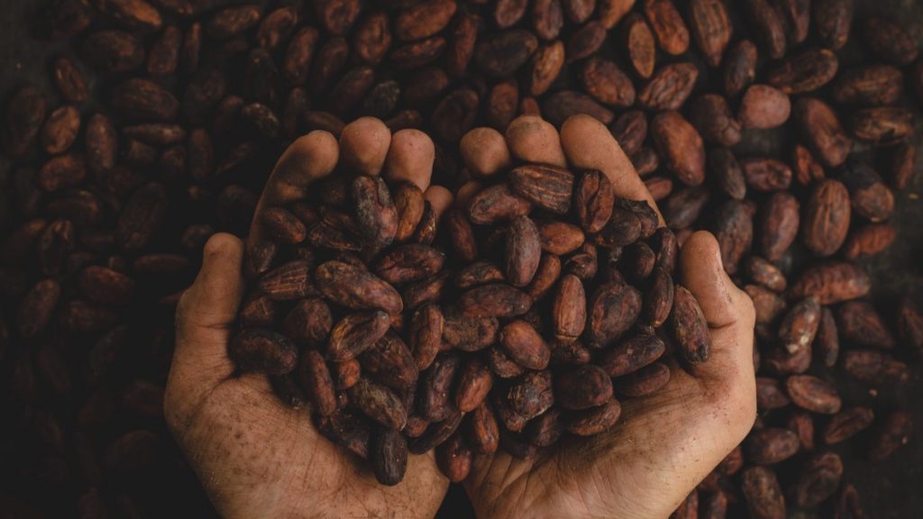 dried cocoa beans are the basic raw material behind those yummy chocolate treats cocoa beans