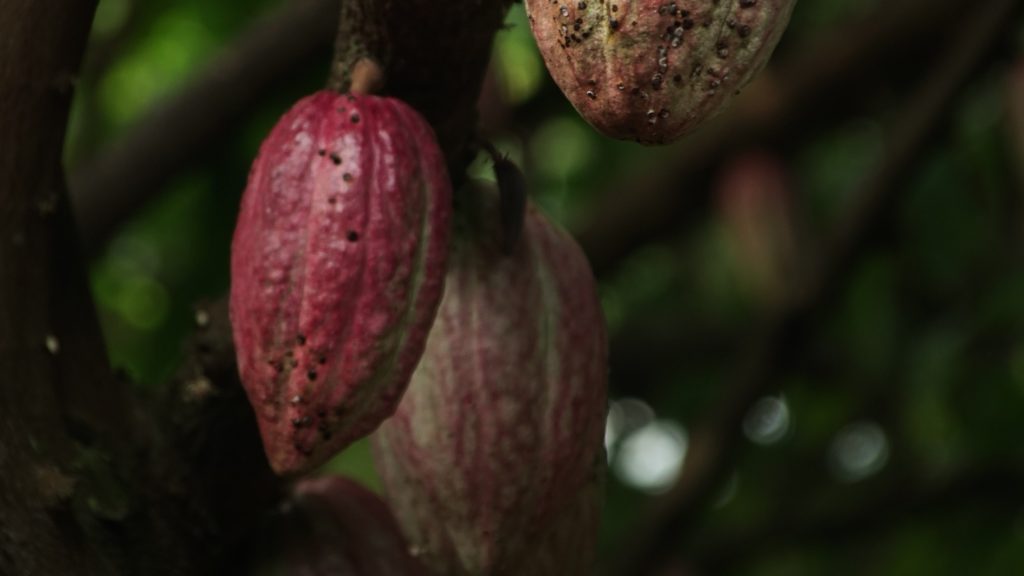 Cacao pods hanging on a cacao tree